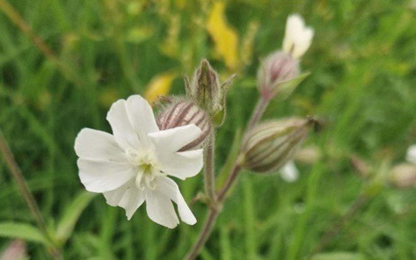 Sandtoft Wildflower Meadow