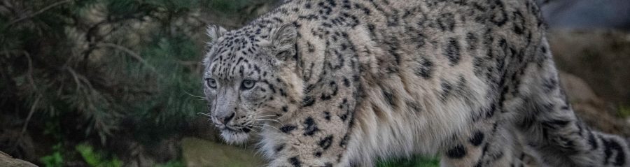 Endangered snow leopard at chester zoo