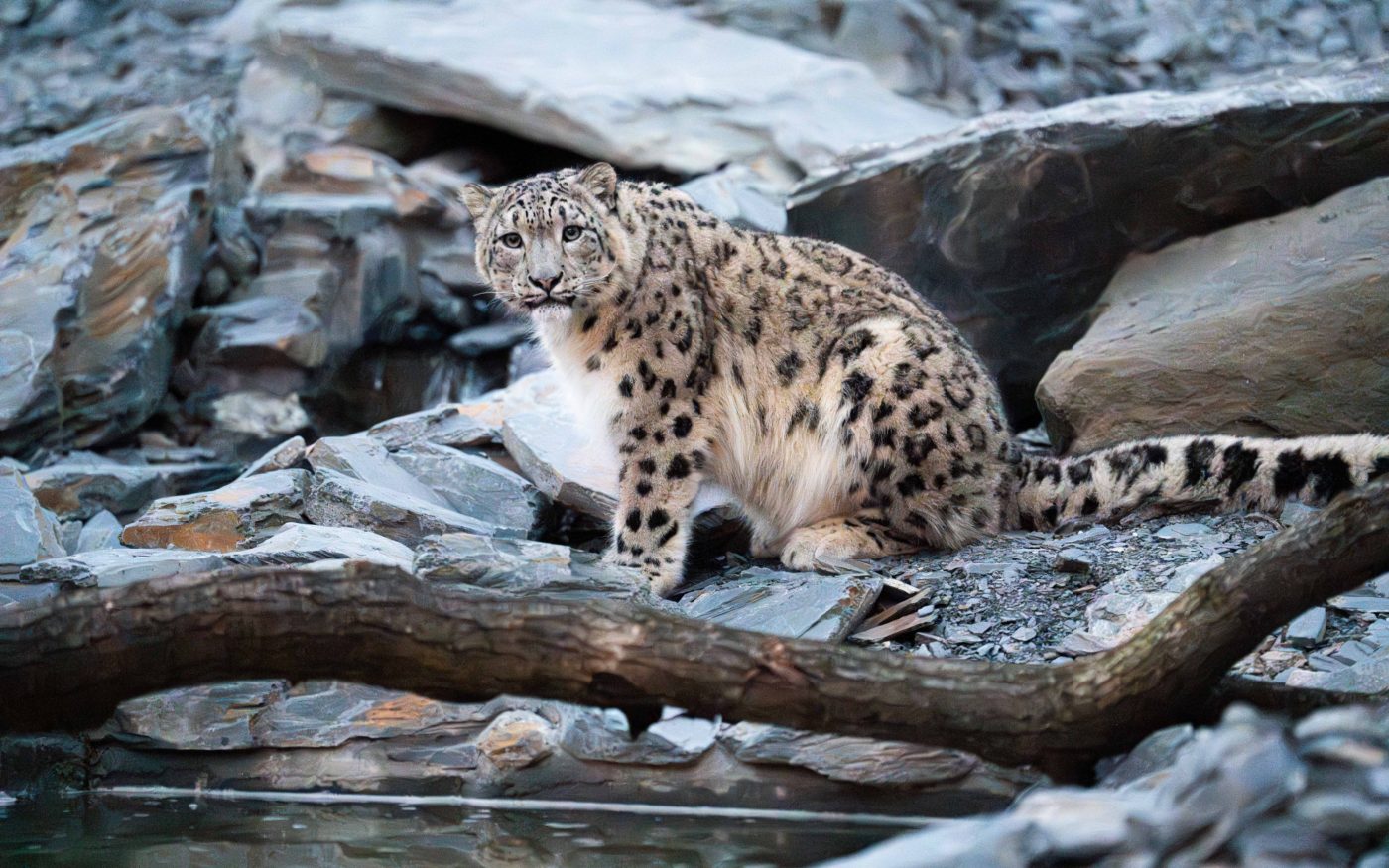 The habitat includes rocky outcrops, cave shelters, and air-cooled caves