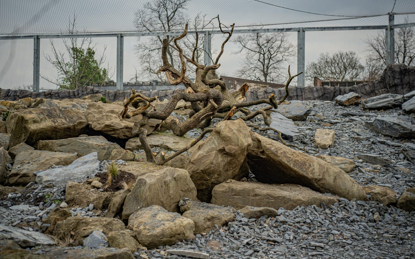 The habitat includes rocky outcrops, cave shelters, and air-cooled caves