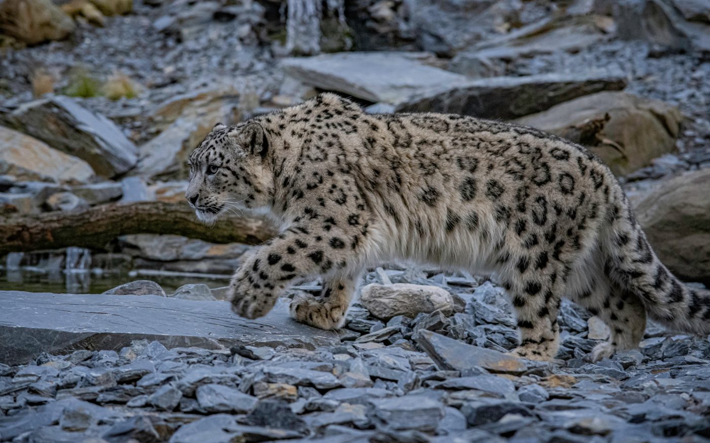 Yashin and Nubra settle into their new habitat