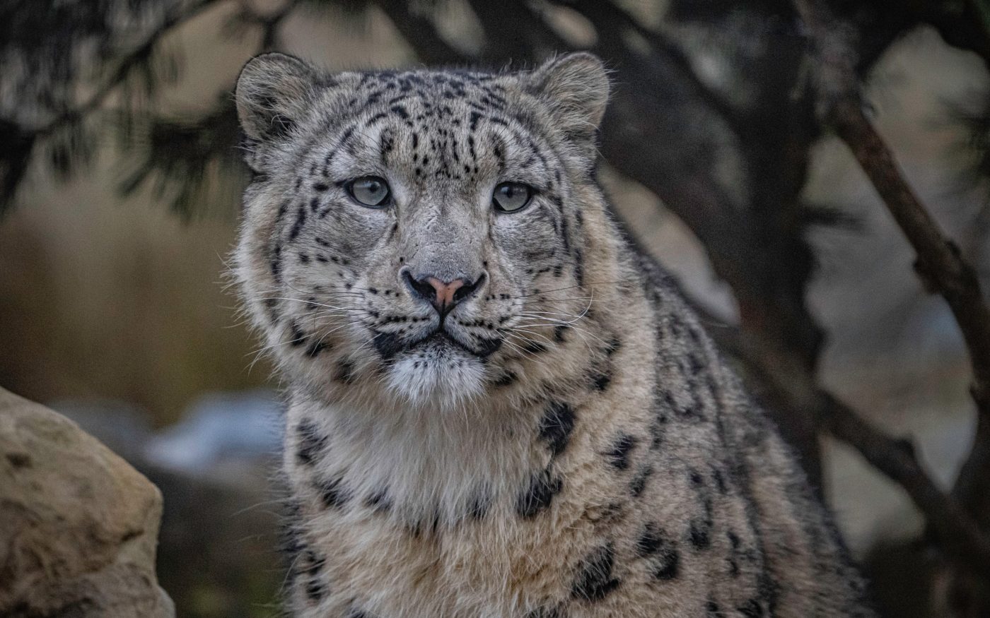 Yashin and Nubra settle into their new habitat