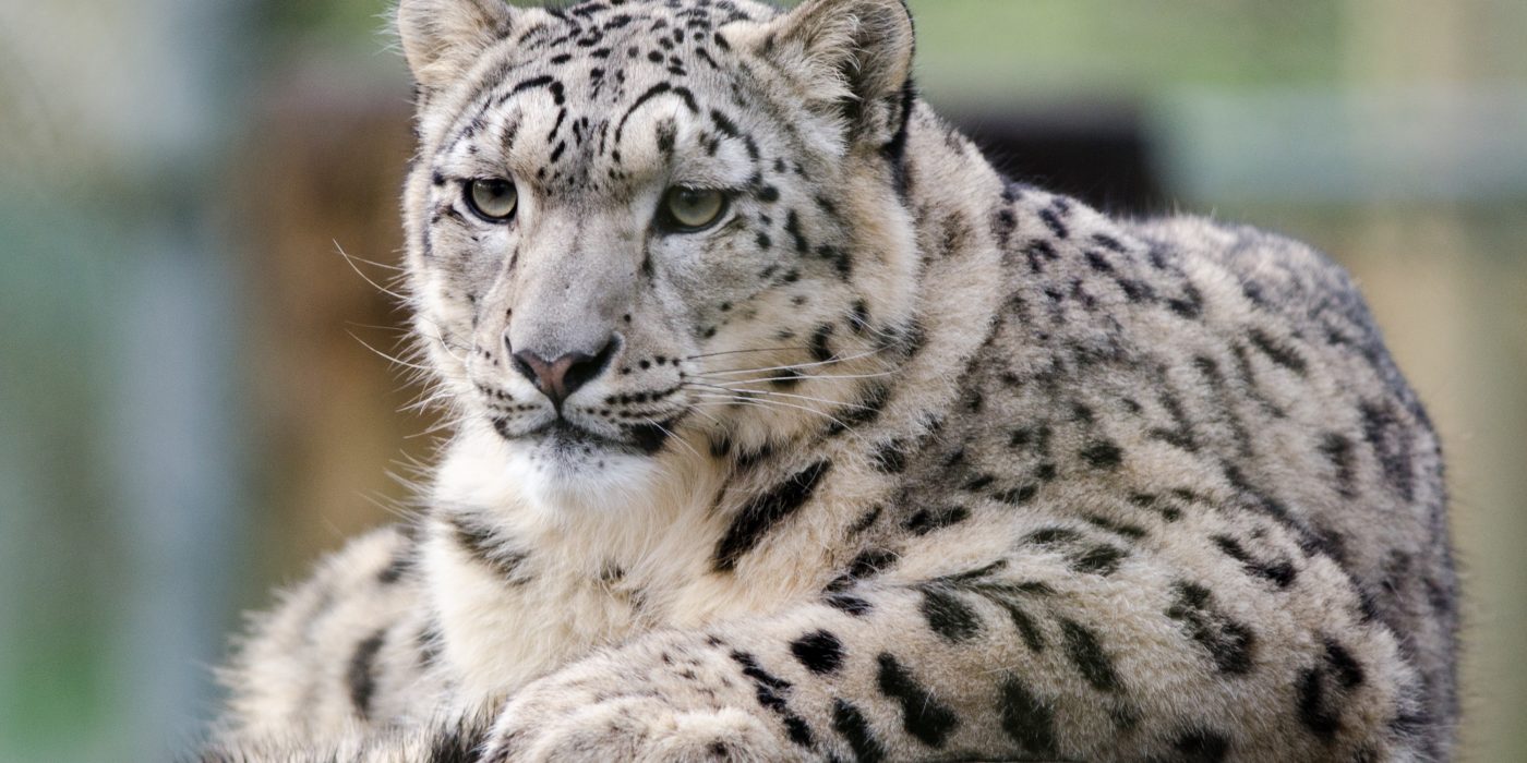 Snow leopard