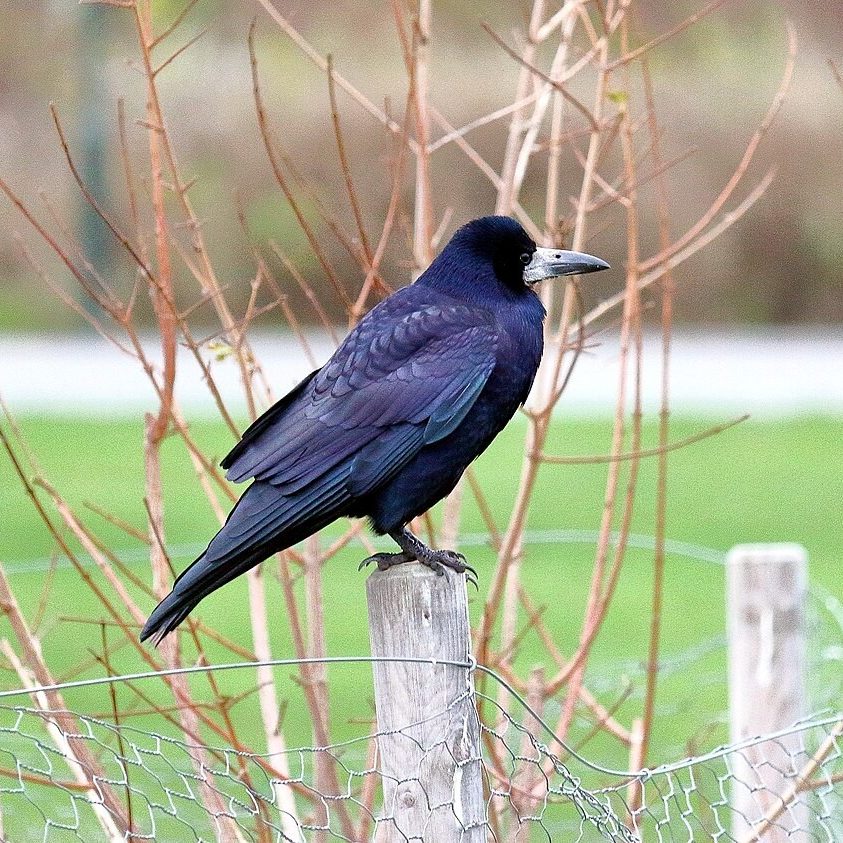 A Waxwing bird perched on a branch looking left