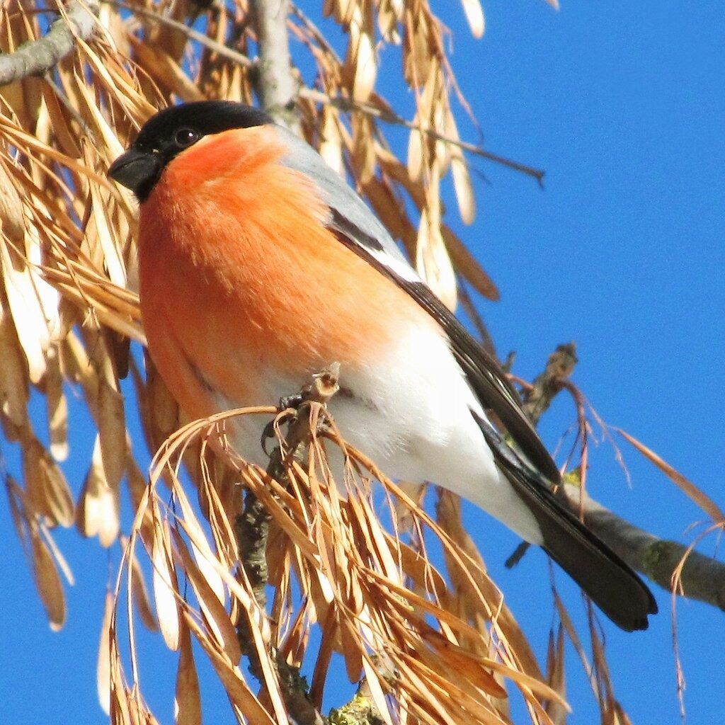 Black sand lizard led on a mossy rock