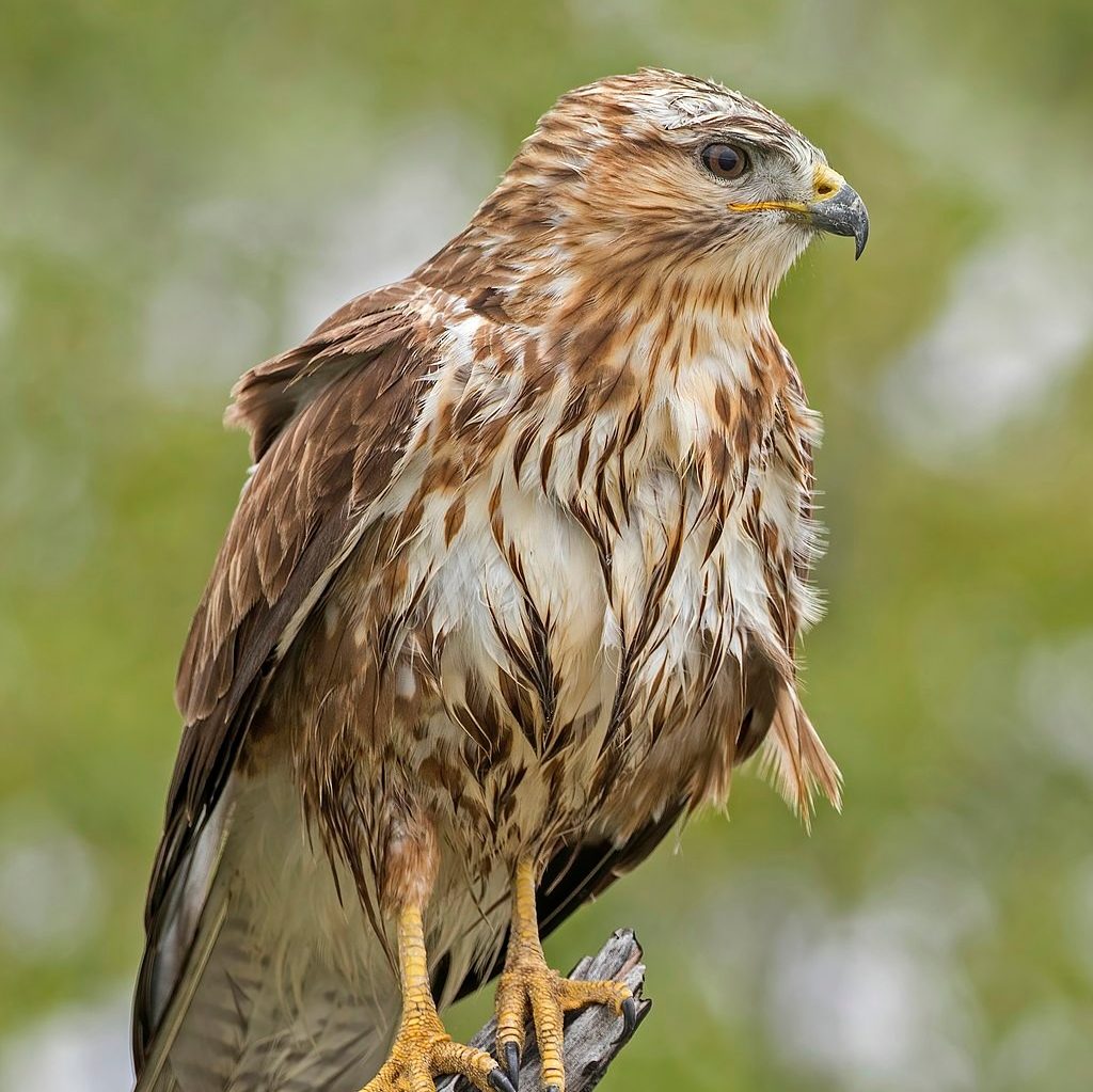 A Barn Owl stood on a wooden post