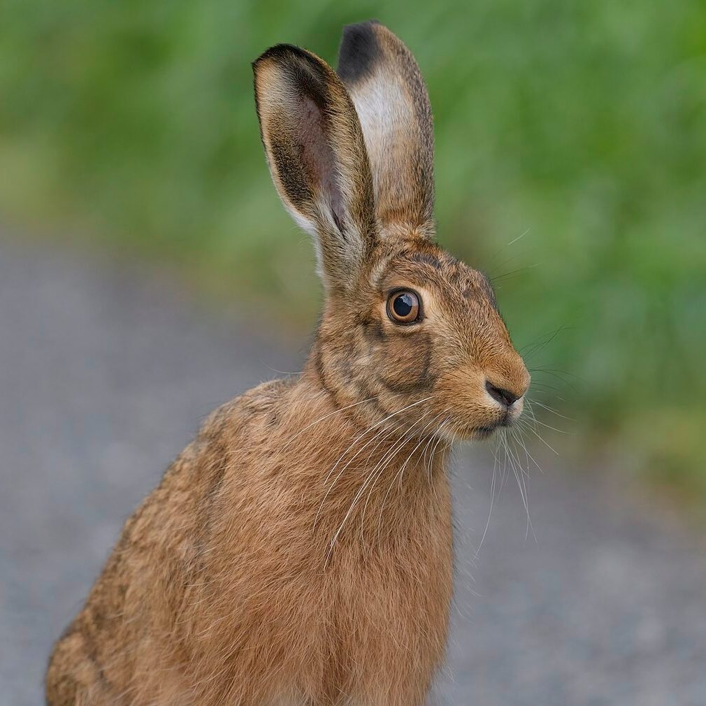 Beautiful orange butterfly landing on some purple flowers