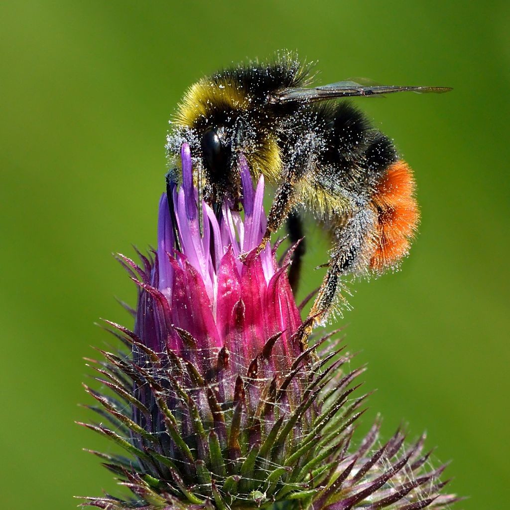Brown small bat led down