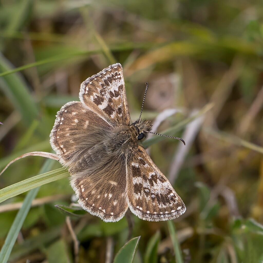 Bright green little lizard on a brown stone