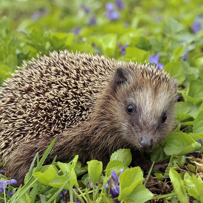 Bumblebee feeds on purple flower