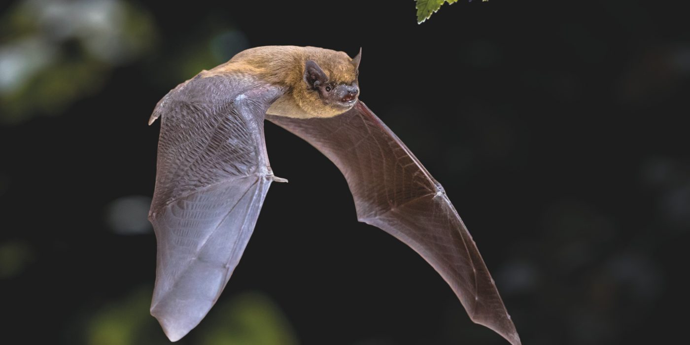 Eco-habitat bat in flight