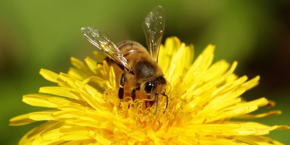 Bee on dandelion