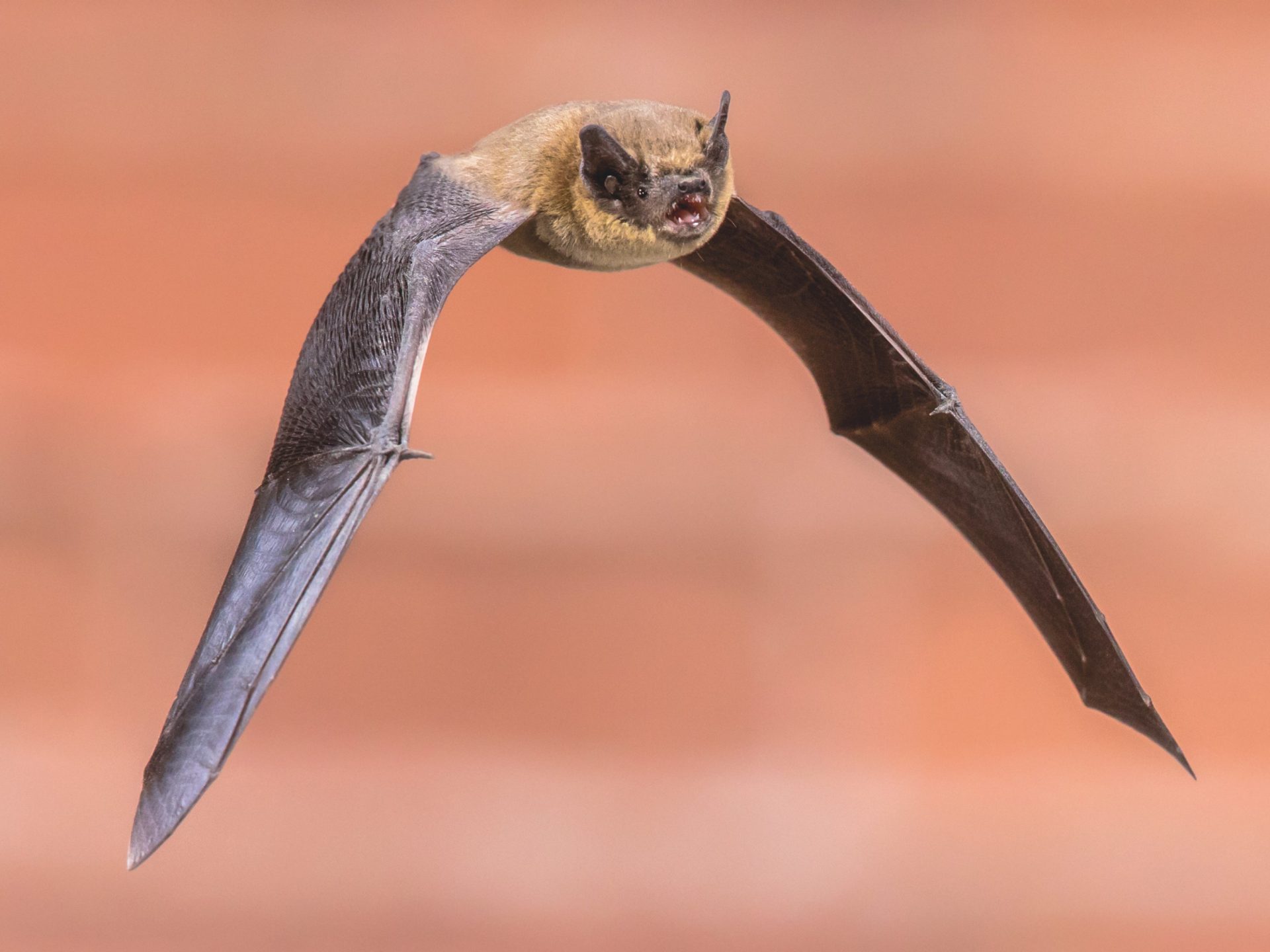Eco-Habitat Bat & Bird Boxes | Wienerberger UK