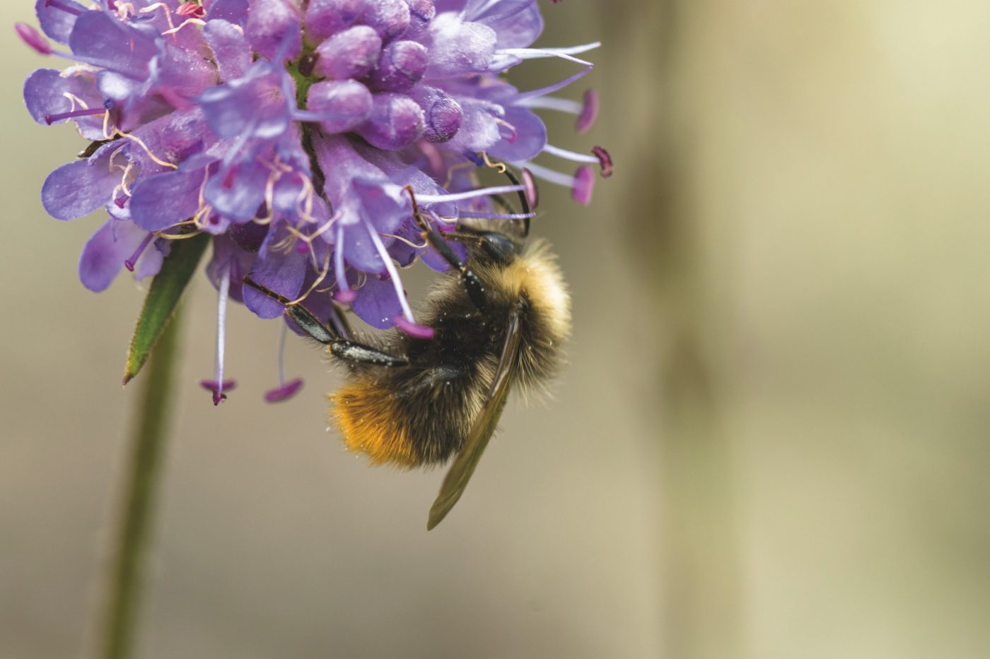 Bee on a purple flower