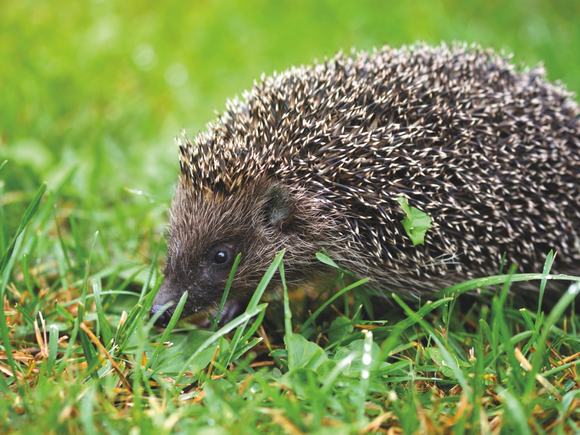 Hedgehog on grass