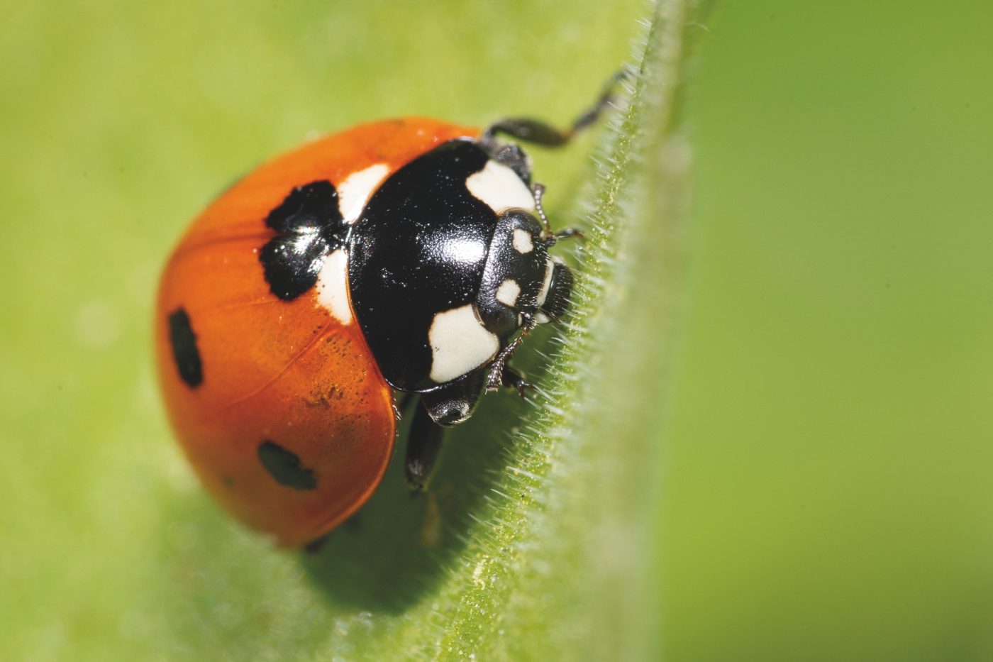 Ladybird on green leaf