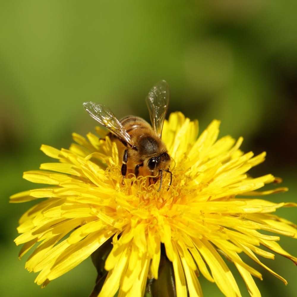 Bird flying into eco-habitat bird box