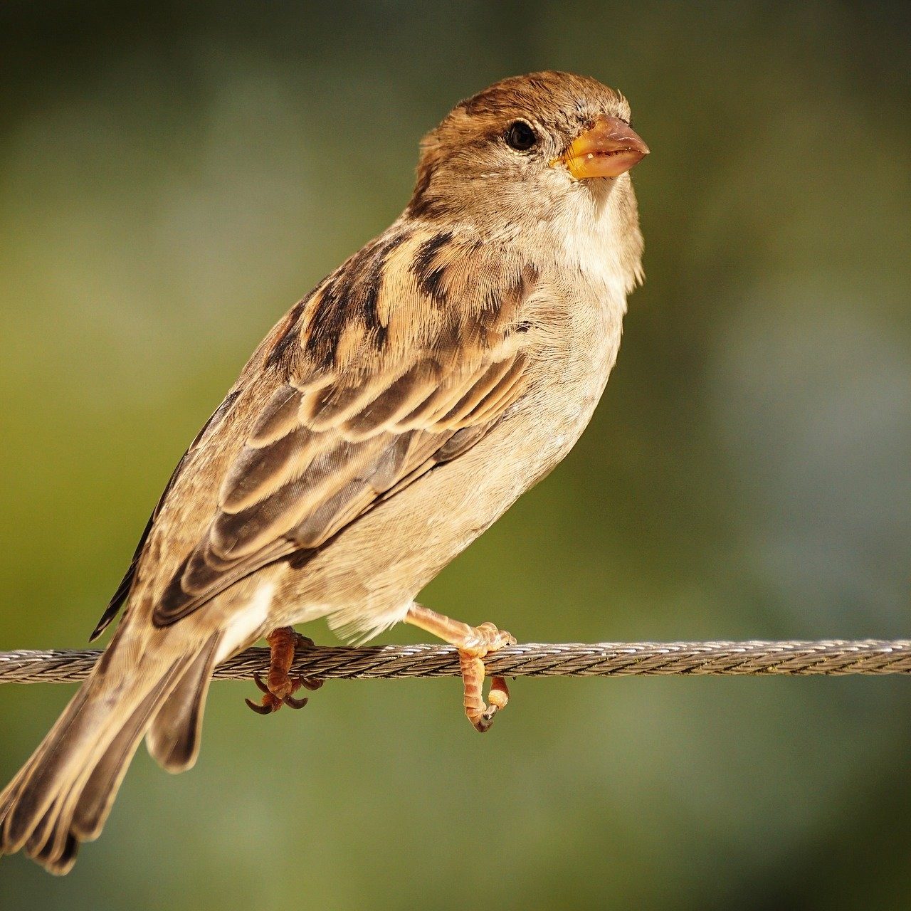 A sparrow sitting on a wire