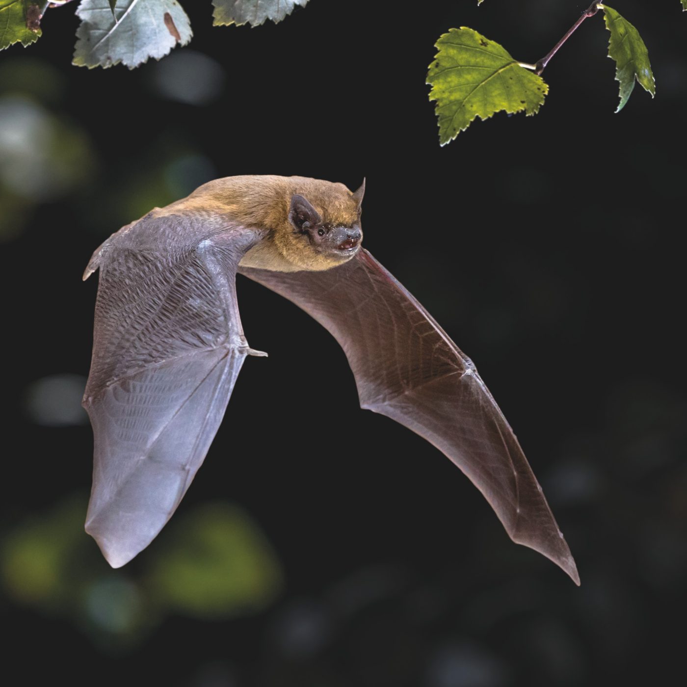 British bat flying through the air