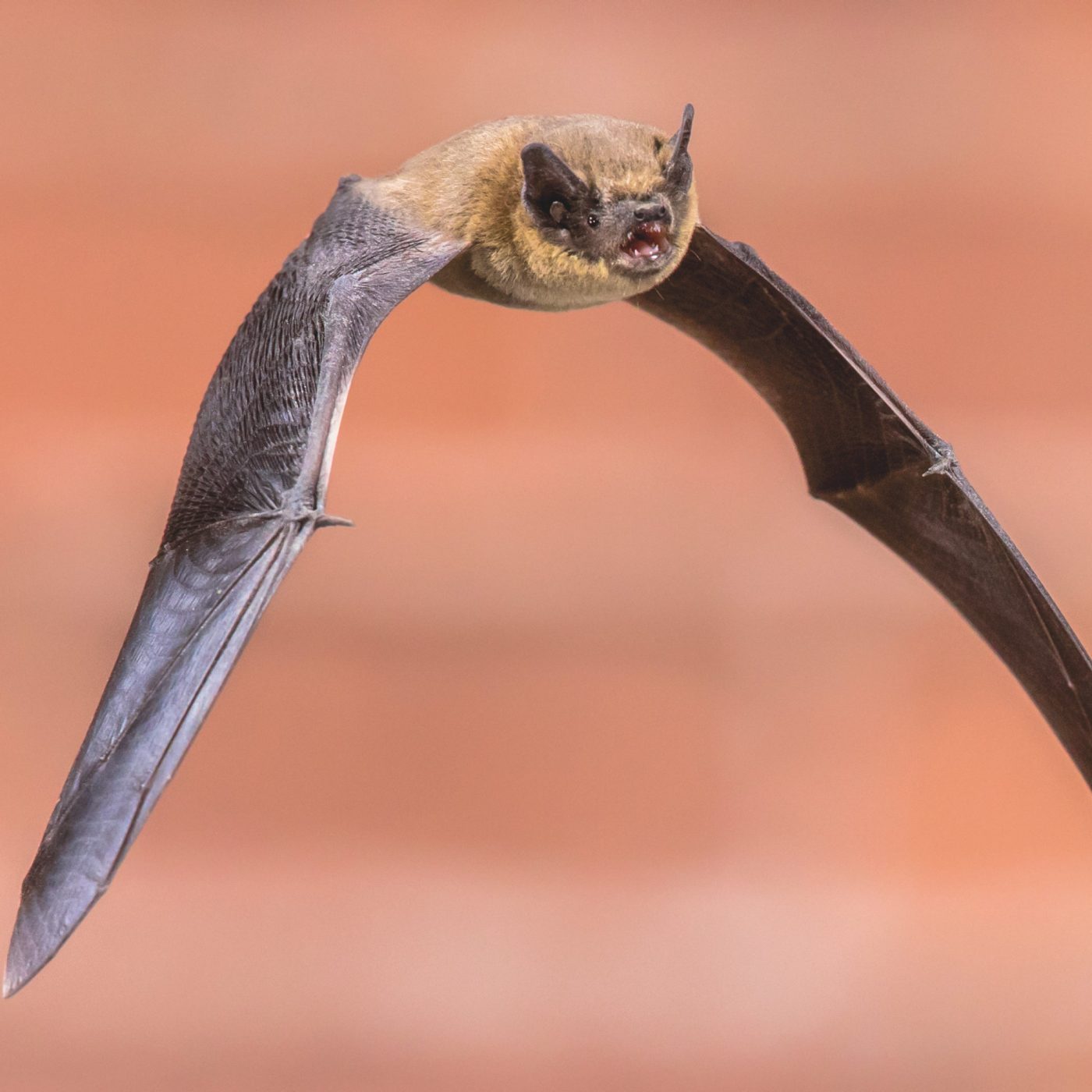 British bat flying through the air