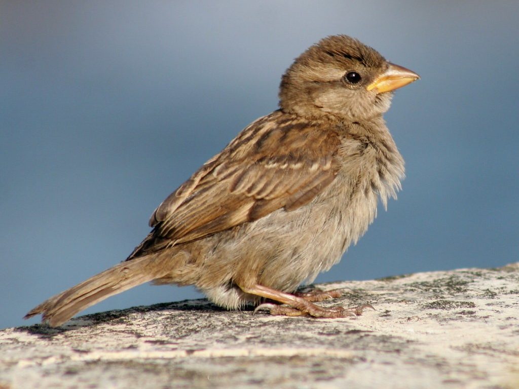Sparrow sat on brick wall