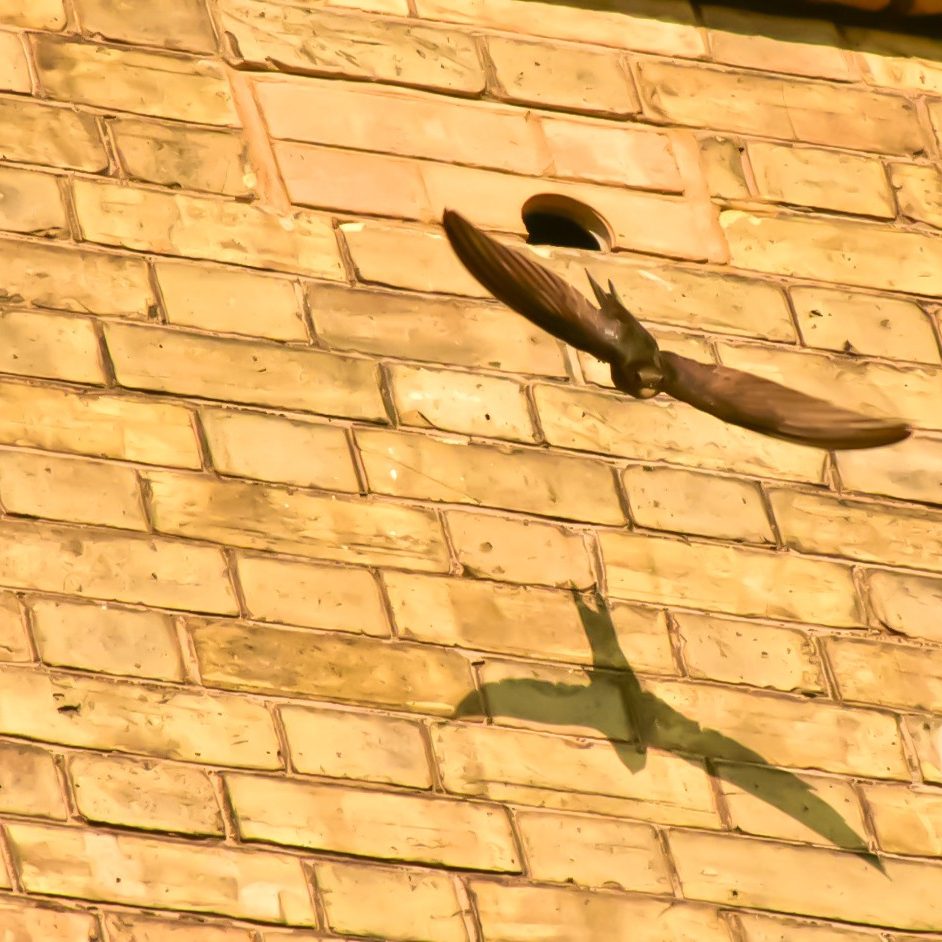 Swift flying out of integrated bird box