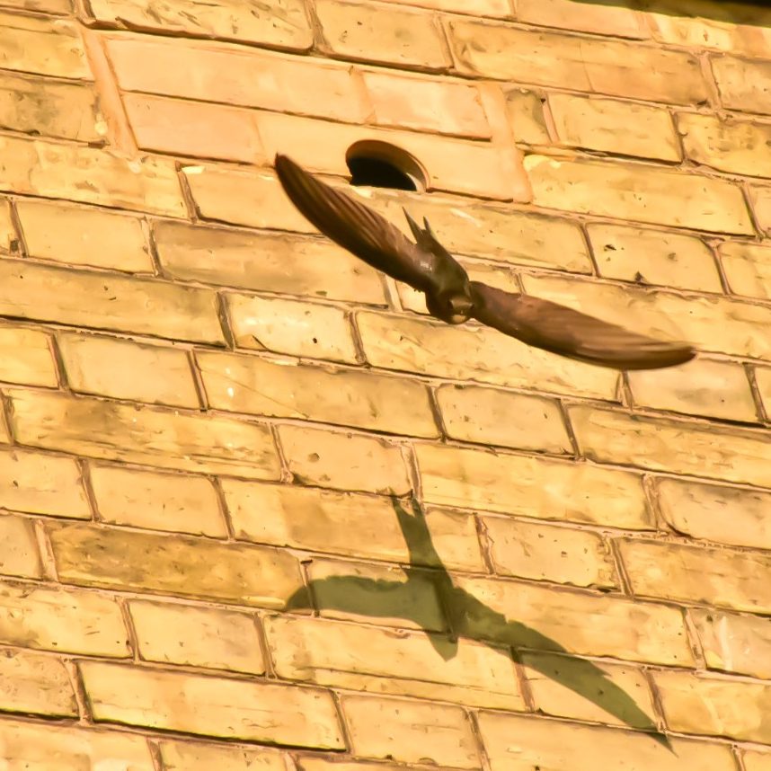 Swift flying out of an integrated brick bird box