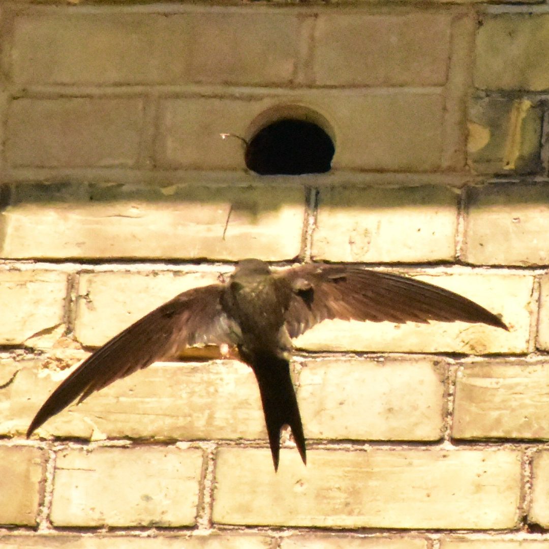 Swift flying out of an integrated brick bird box