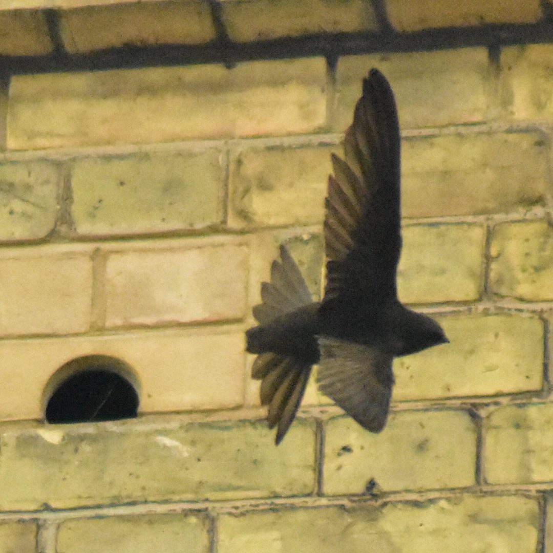 Swift in mid-flight with integrated bird box in wall