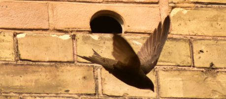 Bird box eco-habitat