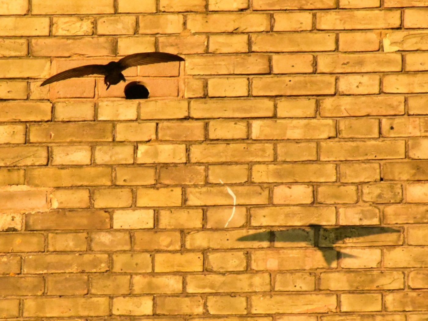 Bird flying into integrated swift habitat bird box in wall