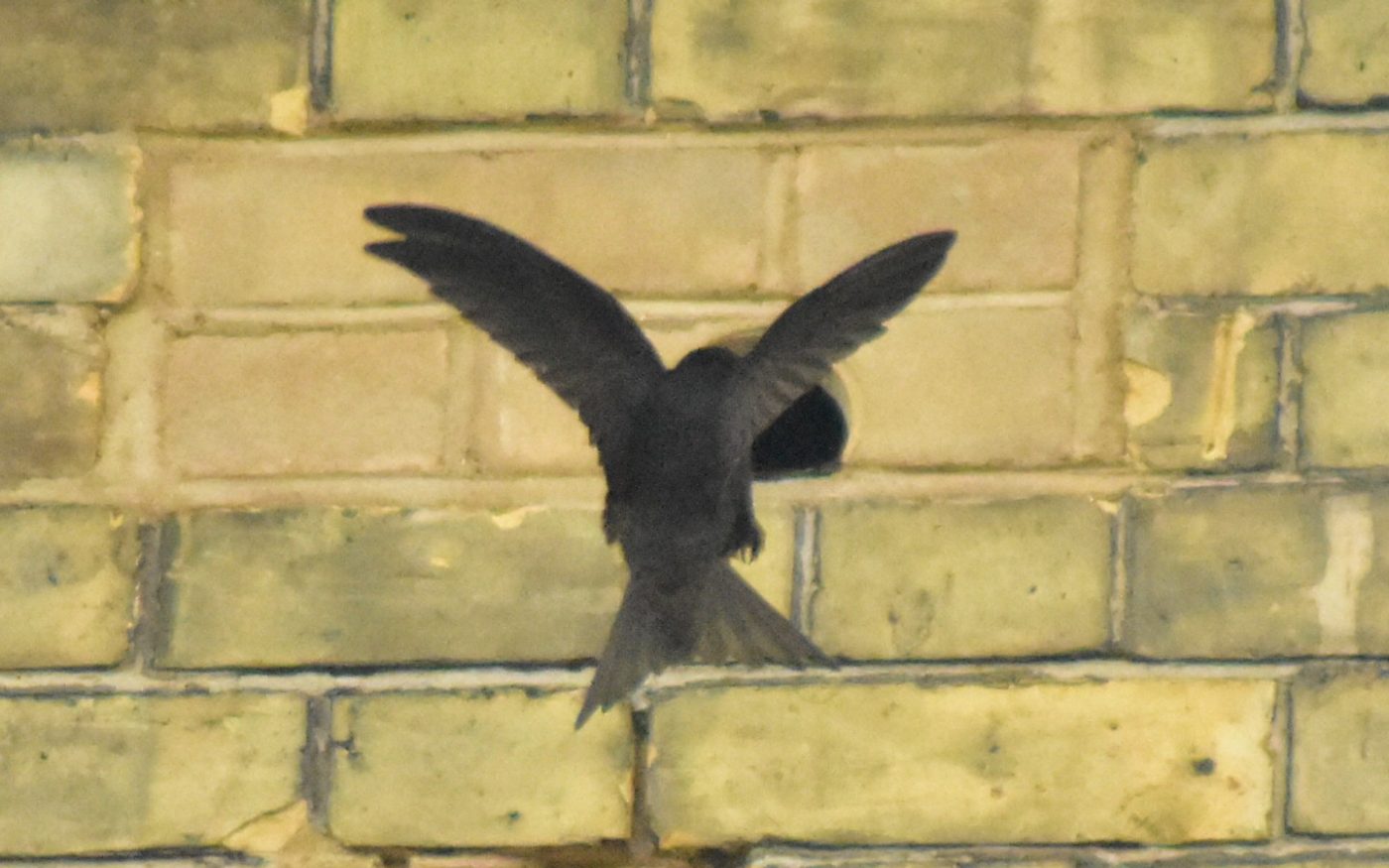 Swift flying into an integrated brick bird box, wings spread