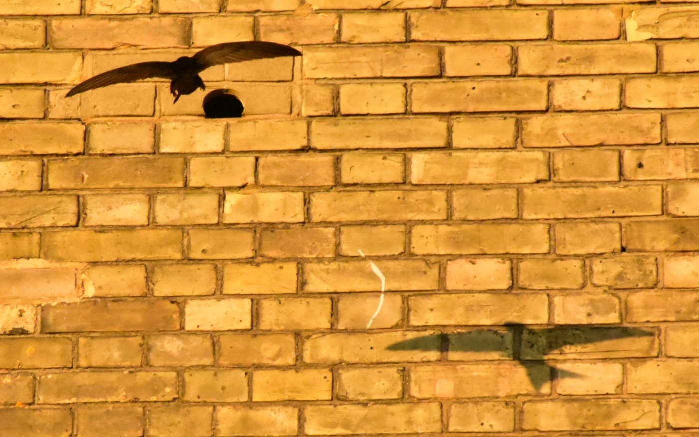 Bird flying into integrated swift habitat bird box in wall
