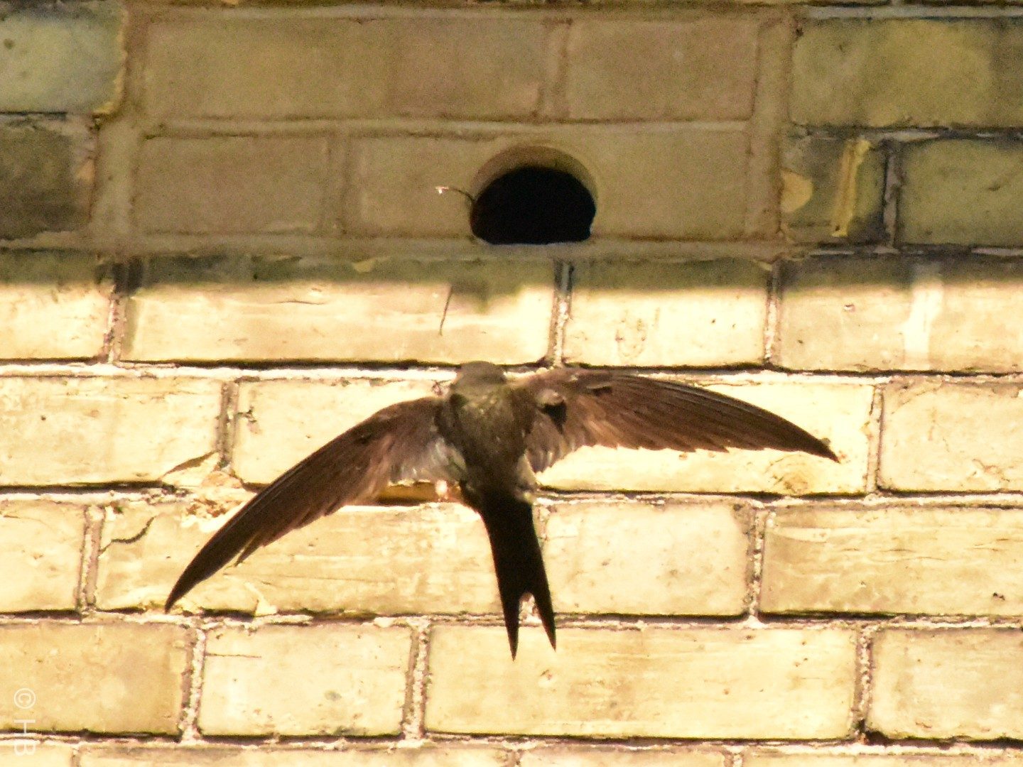 Swift flying into bird box