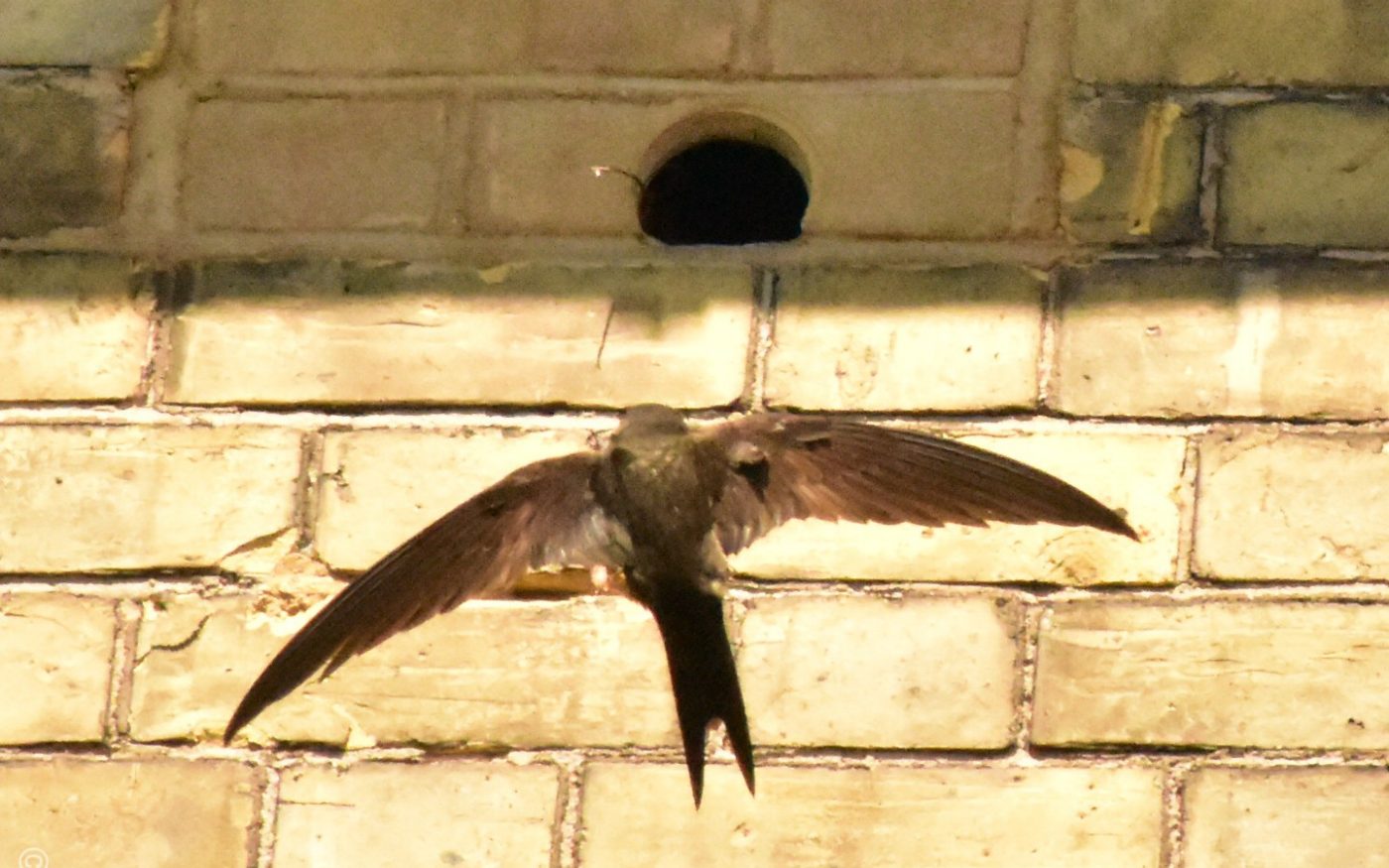 Swift mid-flight emerging from an integrated brick bird box