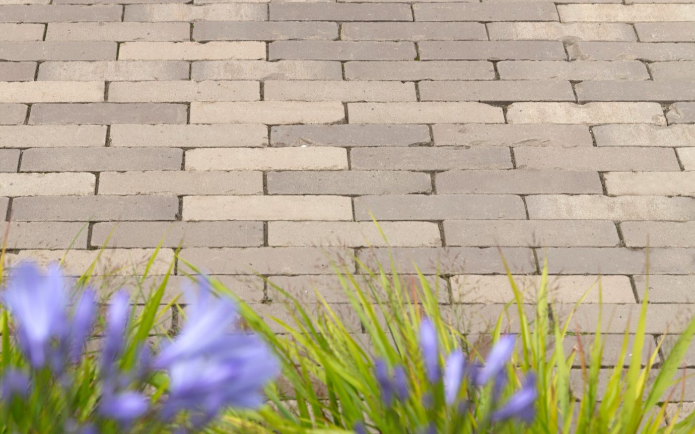 Grey paved area with grass and purple flowers at the bottom