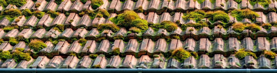Mossy roof tiles in need of cleaning