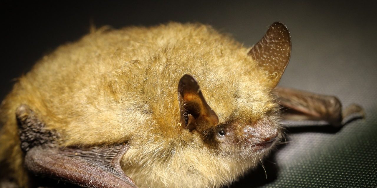 Close up shot of bat