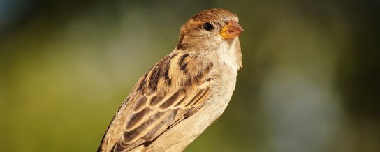 Sparrow perched on wire