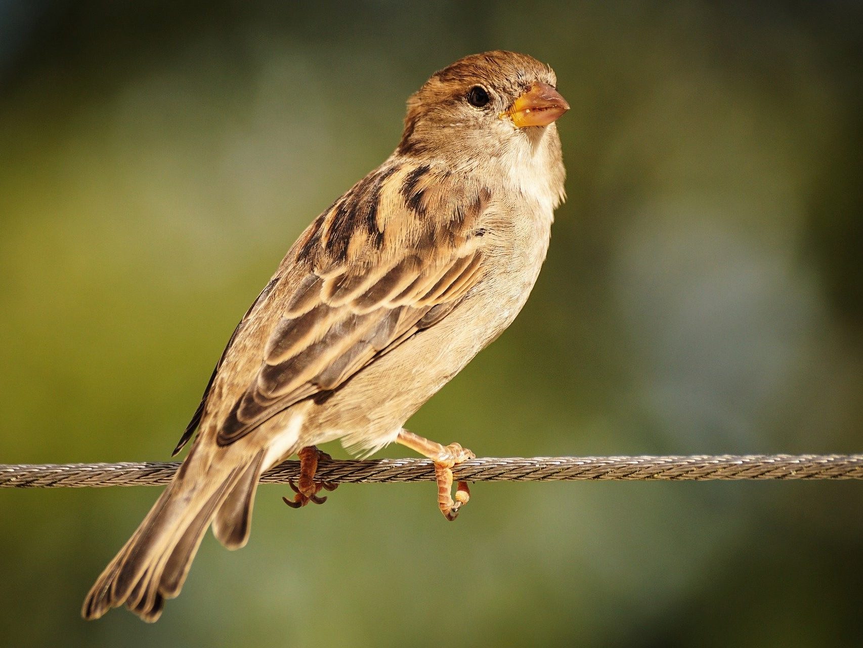 Sparrow perched on wire