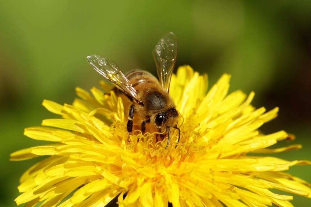 Solitary bee on a dandelion